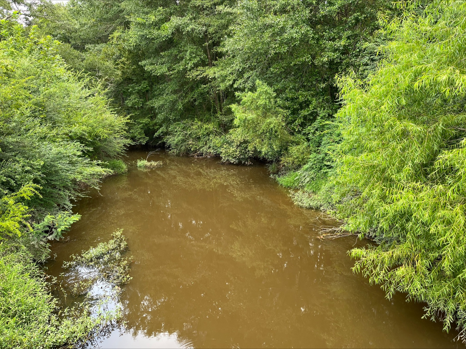 Boguefala Creek surrounded by dense green trees and reflected foliage.